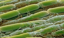 Bacillus licheniformis