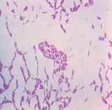 Paenibacillus