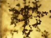 Trichoderma